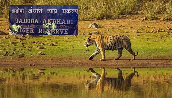 Tadoba